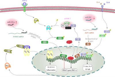 MicroRNA Signature in Melanoma: Biomarkers and Therapeutic Targets